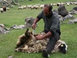 Koyun kırpma sezonu başladı 